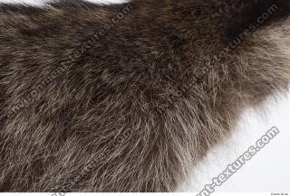 raccoon fur 0015